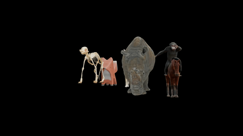 Animal Motions - Black Panther