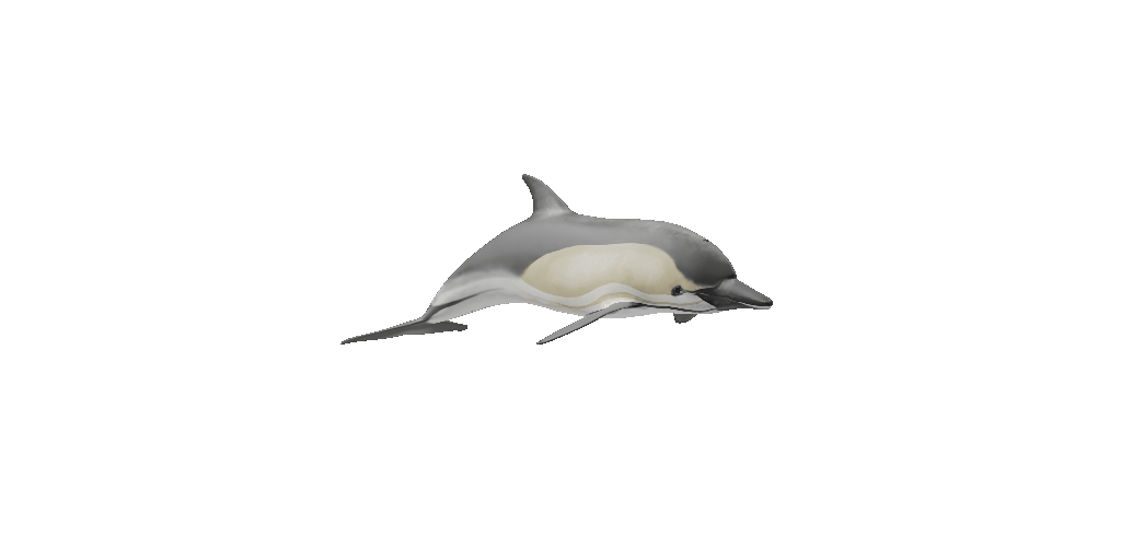 Semantic - Common Dolphin